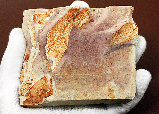 2億年以上前の地球の代表的な植物グロッソプテリス(Glossopteris)の上質な葉の化石。なにか似ている!?(その9)