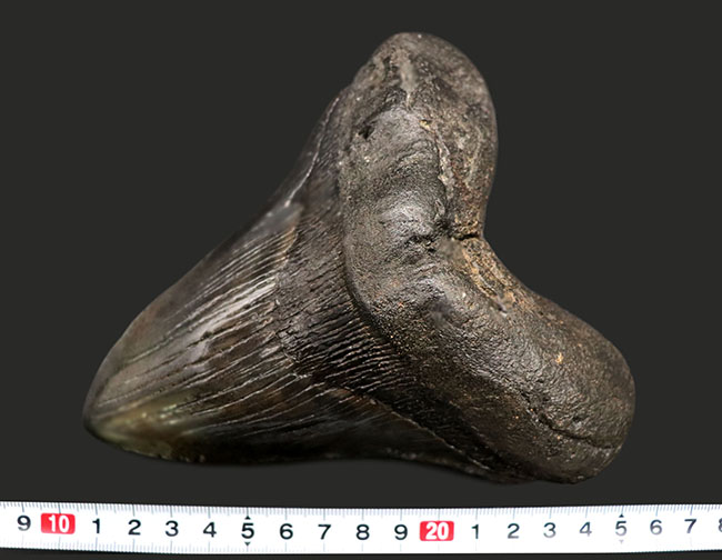 必見！メガサイズ！長い方の辺に沿って１７センチを超える、文字通り最大級のメガロドン（Carcharocles megalodon）の歯化石（その13）