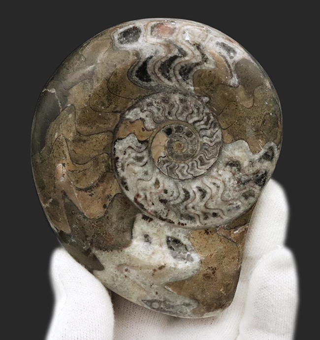 アンモナイトの祖先、古生代デボン紀に海に生息していた頭足類、ゴニアタイト（Goniatite）の美品（その1）