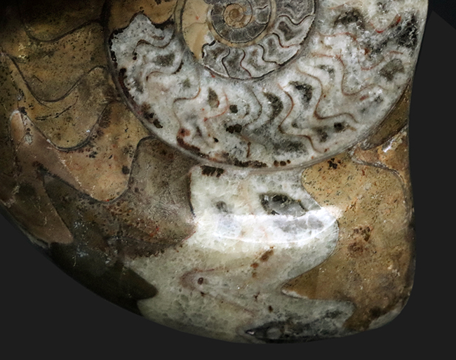 アンモナイトの祖先、古生代デボン紀に海に生息していた頭足類、ゴニアタイト（Goniatite）の美品（その3）