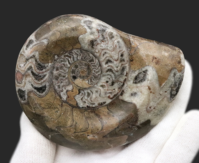 アンモナイトの祖先、古生代デボン紀に海に生息していた頭足類、ゴニアタイト（Goniatite）の美品（その4）