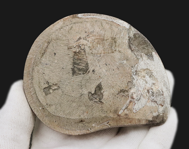 アンモナイトの祖先、古生代デボン紀に海に生息していた頭足類、ゴニアタイト（Goniatite）の美品（その5）