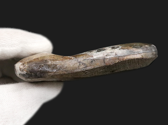 アンモナイトの祖先、古生代デボン紀に海に生息していた頭足類、ゴニアタイト（Goniatite）の美品（その6）