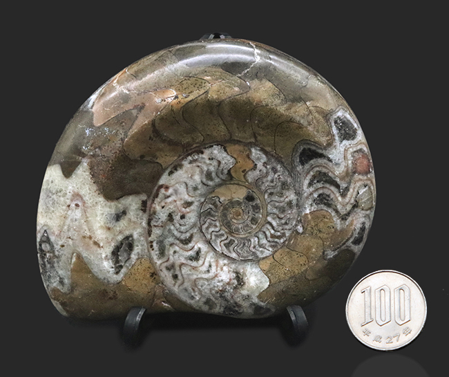 アンモナイトの祖先、古生代デボン紀に海に生息していた頭足類、ゴニアタイト（Goniatite）の美品（その8）