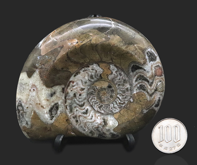 アンモナイトの祖先、古生代デボン紀に海に生息していた頭足類、ゴニアタイト(Goniatite)の美品(その8)