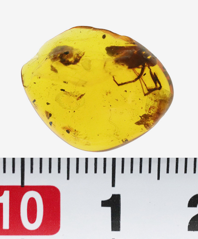 これはデカい!まれに見る大きさのクモが内包!約1億年前の樹液が化石化した、非常に古い琥珀、バーマイト(Burmite)(その10)