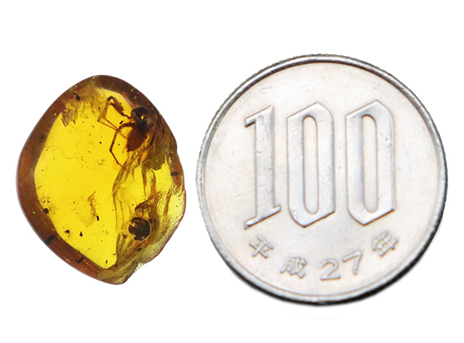 これはデカい!まれに見る大きさのクモが内包!約1億年前の樹液が化石化した、非常に古い琥珀、バーマイト(Burmite)(その11)