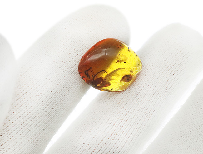 これはデカい!まれに見る大きさのクモが内包!約1億年前の樹液が化石化した、非常に古い琥珀、バーマイト(Burmite)(その8)