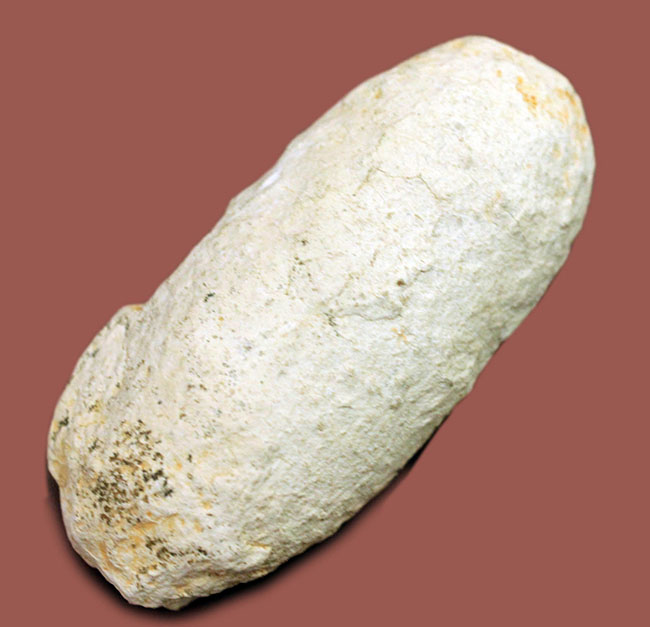 珍しい！フランス産新生代第三紀の爬虫類の「卵」の化石（その1）