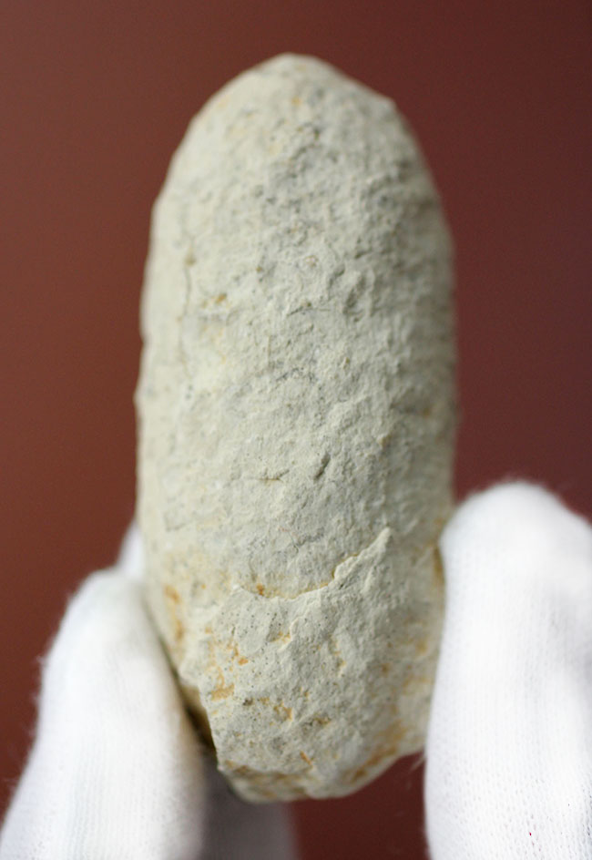 珍しい！フランス産新生代第三紀の爬虫類の「卵」の化石（その2）
