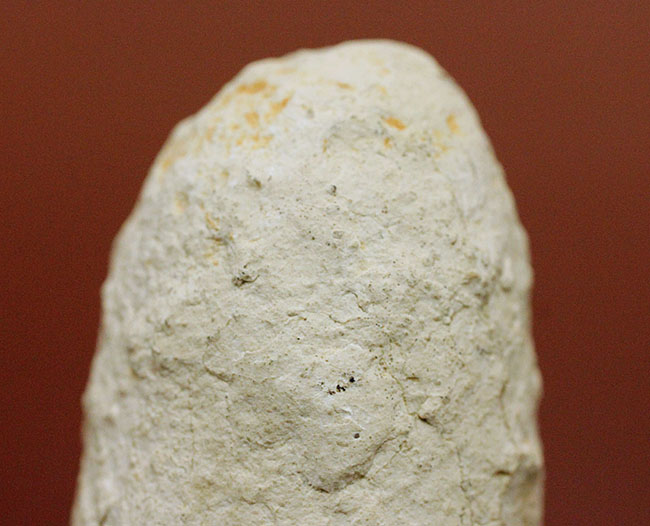 珍しい！フランス産新生代第三紀の爬虫類の「卵」の化石（その3）