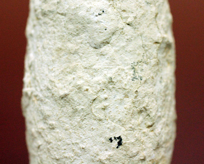 珍しい!フランス産新生代第三紀の爬虫類の「卵」の化石(その4)