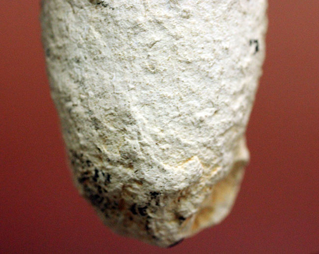 珍しい！フランス産新生代第三紀の爬虫類の「卵」の化石（その5）