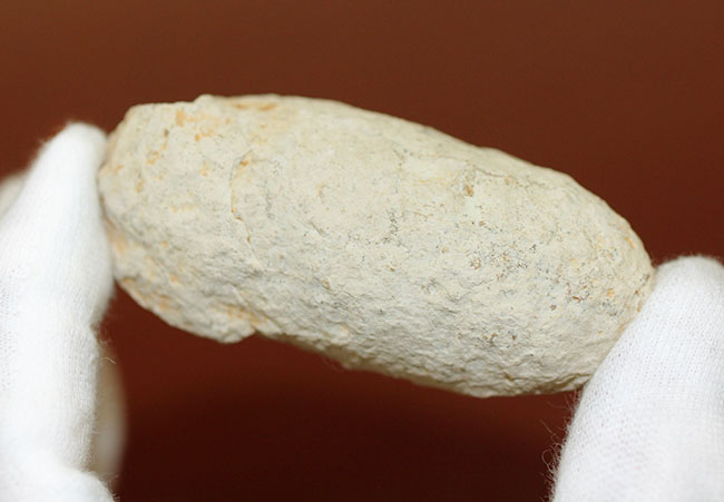 珍しい!フランス産新生代第三紀の爬虫類の「卵」の化石(その7)