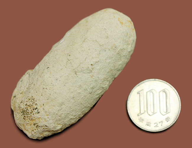 珍しい！フランス産新生代第三紀の爬虫類の「卵」の化石（その8）