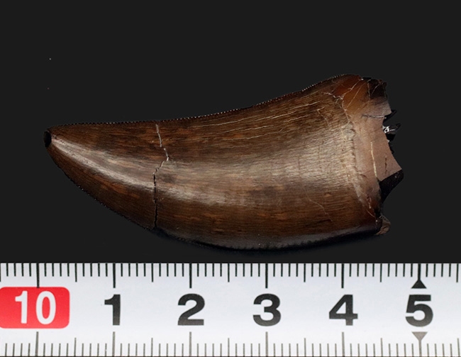 キング、ティラノサウルス科の恐竜、ゴルゴサウルス(Gorgosaurus)のパーフェクトな歯化石です。これ以上望めない、最高レベルの保存状態!(その15)