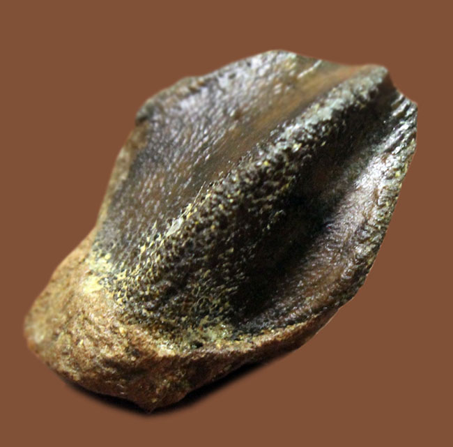 ハイクラス、ラージサイズ!歯冠のほぼ全体が保存されたトリケラトプス(Triceratops)の歯化石(その1)