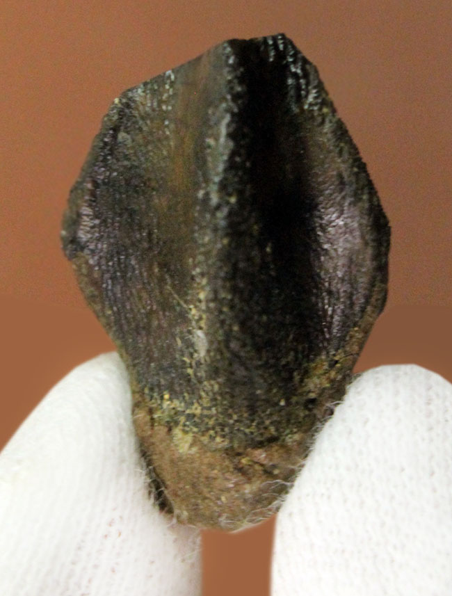 ハイクラス、ラージサイズ!歯冠のほぼ全体が保存されたトリケラトプス(Triceratops)の歯化石(その2)