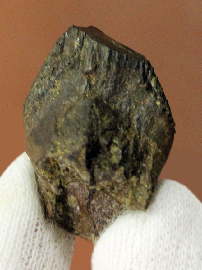 ハイクラス、ラージサイズ!歯冠のほぼ全体が保存されたトリケラトプス(Triceratops)の歯化石(その3)