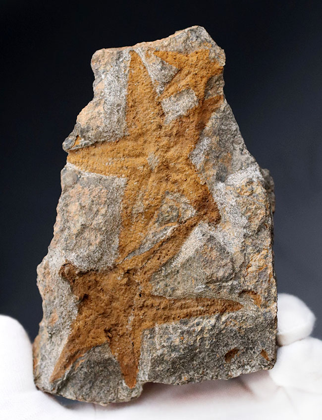 新着アイテム 明瞭な五芒星！古いヒトデの一つ、4億5千万年前の地層から採集されたマルチプレート化石、ペトラスター（Petraster