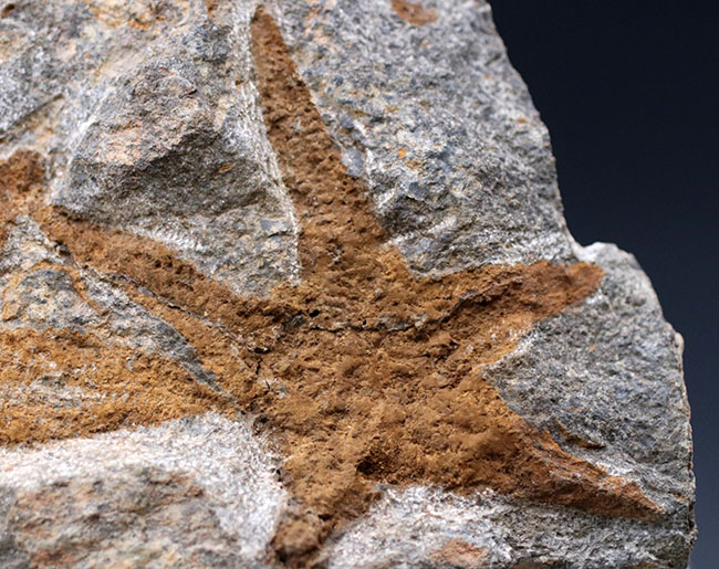 明瞭な五芒星！古いヒトデの一つ、４億５千万年前の地層から採集されたマルチプレート化石、ペトラスター（Petraster）（その2）