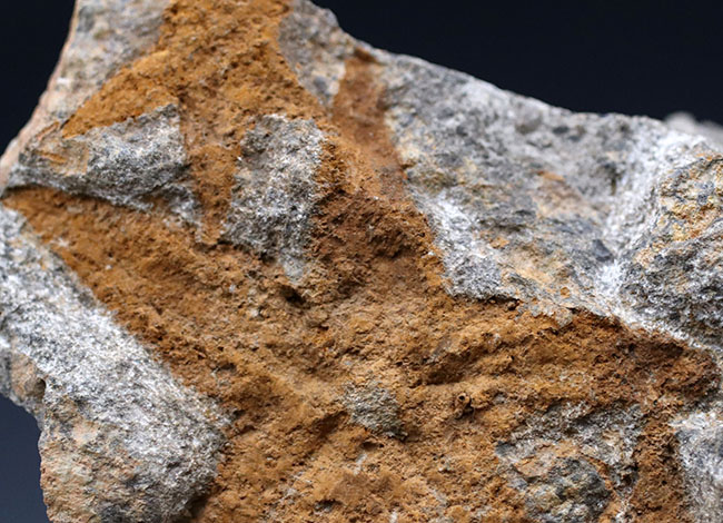 明瞭な五芒星！古いヒトデの一つ、４億５千万年前の地層から採集されたマルチプレート化石、ペトラスター（Petraster）（その3）