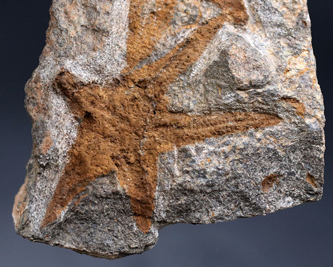明瞭な五芒星！古いヒトデの一つ、４億５千万年前の地層から採集されたマルチプレート化石、ペトラスター（Petraster）（その4）