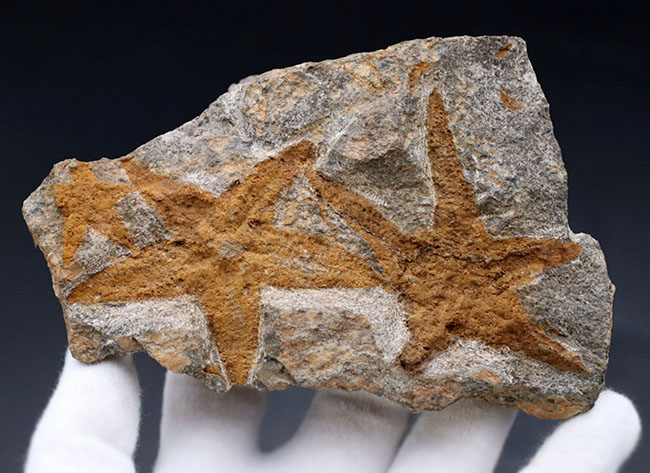 明瞭な五芒星！古いヒトデの一つ、４億５千万年前の地層から採集されたマルチプレート化石、ペトラスター（Petraster）（その5）