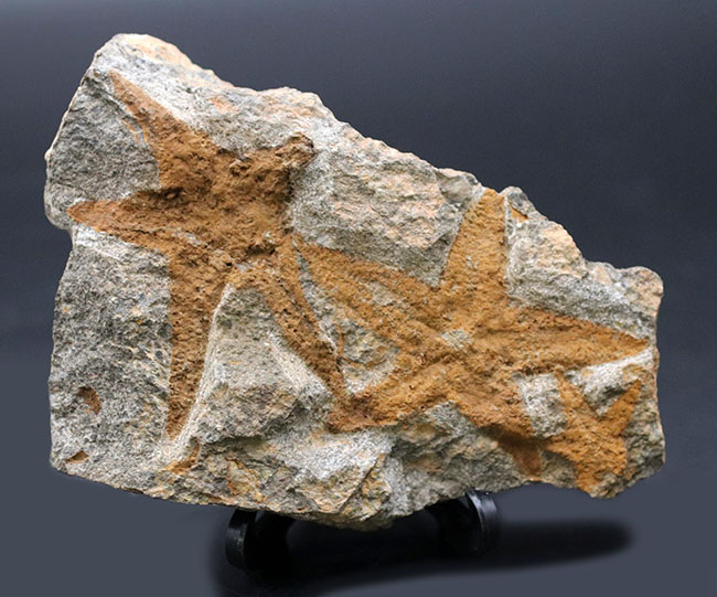 明瞭な五芒星！古いヒトデの一つ、４億５千万年前の地層から採集されたマルチプレート化石、ペトラスター（Petraster）（その6）
