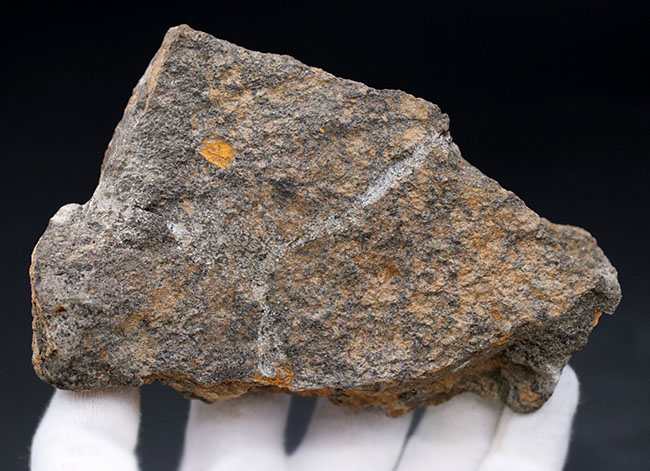 明瞭な五芒星！古いヒトデの一つ、４億５千万年前の地層から採集されたマルチプレート化石、ペトラスター（Petraster）（その7）