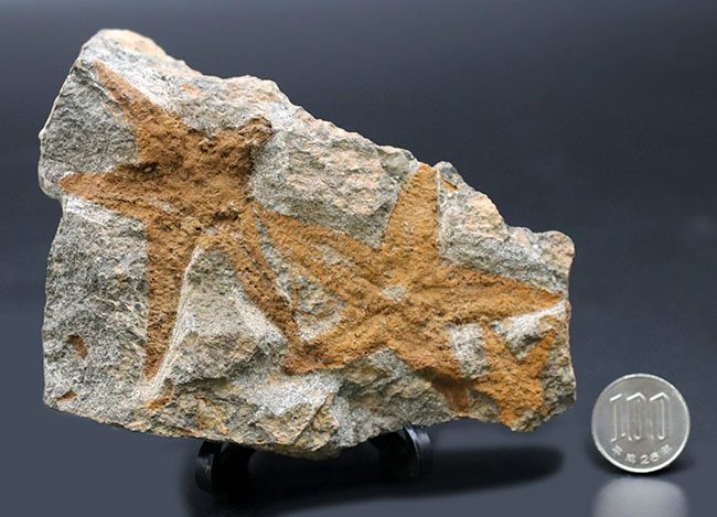 明瞭な五芒星！古いヒトデの一つ、４億５千万年前の地層から採集されたマルチプレート化石、ペトラスター（Petraster）（その9）