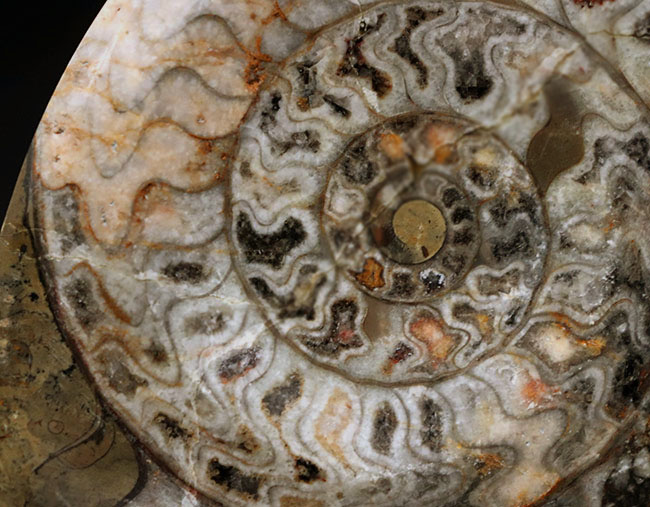 約4億年以上前‼️超希少✡️ゴニアタイト アンモナイトの祖先、カラフルなゴニアタイト（Goniatite）の