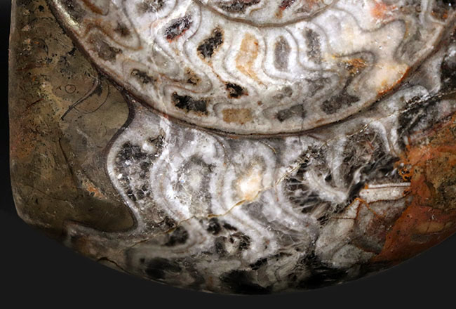 約4億年以上前‼️超希少✡️ゴニアタイト ピンク色あり！およそ4億年前の海中に棲息していた古い頭足類の