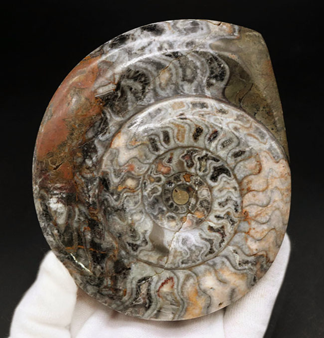 約4億年以上前‼️超希少✡️ゴニアタイト ピンク色あり！およそ4億年前の海中に棲息していた古い頭足類の仲間