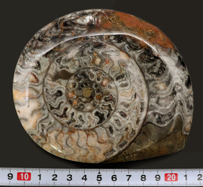 約4億年以上前‼️超希少✡️ゴニアタイト ピンク色あり！およそ4億年前の海中に棲息していた古い頭足類の仲間