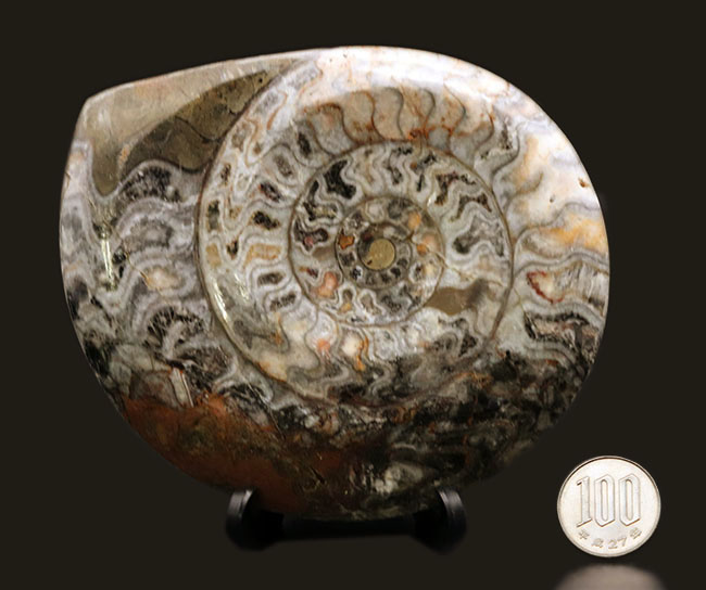 約4億年以上前‼️超希少✡️ゴニアタイト 厚み、形、サイズともにインテリア化石に最適！約4億年前の初期