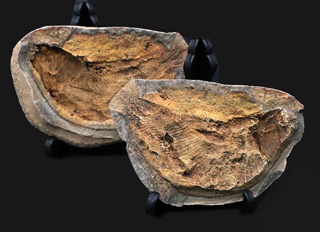 まるで鯛焼きの型！マダガスカルの三畳紀の地層から発見された、古代魚のノジュール化石（その1）