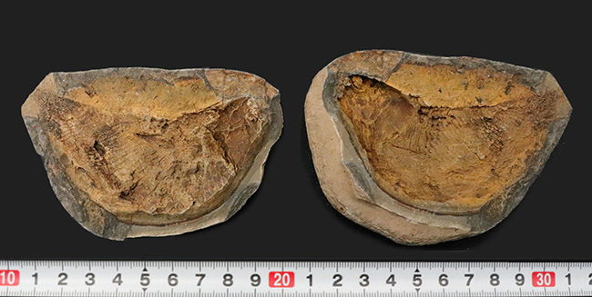 希少 古代魚 マダガスカルノジュール 特大 魚の化石 アウストラロソムス まるで鯛焼きの型！マダガスカルの三畳紀の地層から発見された