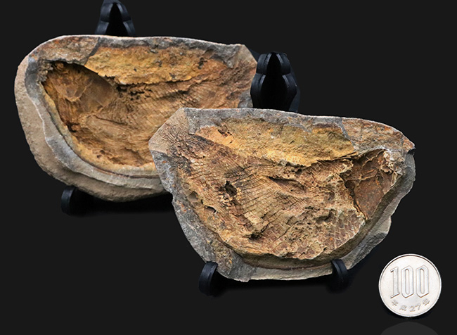 希少 古代魚 マダガスカルノジュール 特大 魚の化石 アウストラロソムス まるで鯛焼きの型！マダガスカルの三畳紀の地層から発見された