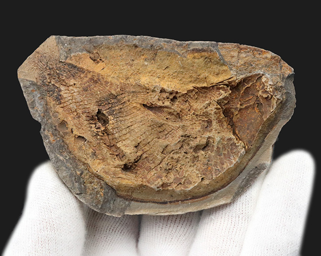 まるで鯛焼きの型！マダガスカルの三畳紀の地層から発見された、古代魚のノジュール化石（その2）