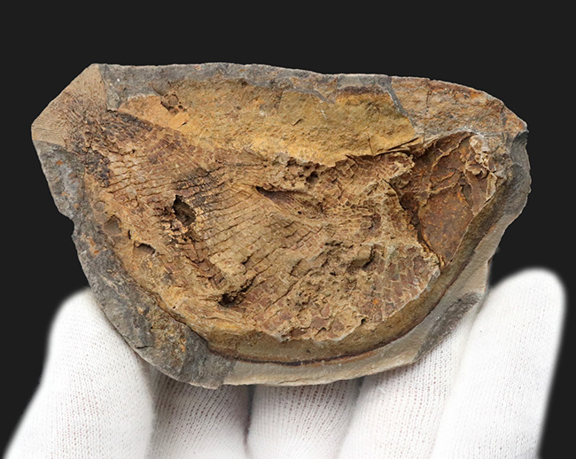 まるで鯛焼きの型!マダガスカルの三畳紀の地層から発見された、古代魚のノジュール化石(その2)