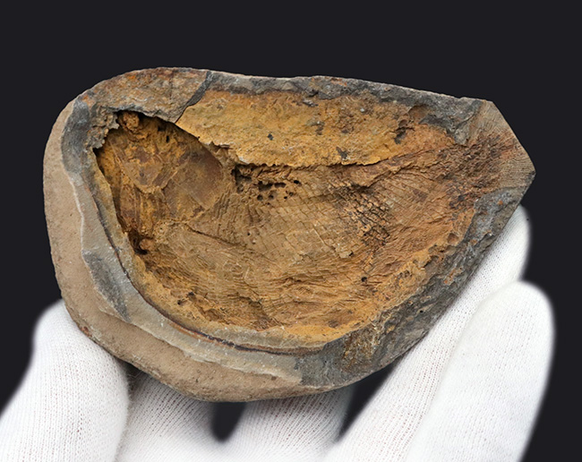 まるで鯛焼きの型!マダガスカルの三畳紀の地層から発見された、古代魚のノジュール化石(その3)