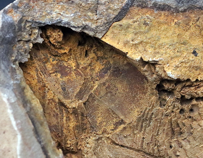 まるで鯛焼きの型!マダガスカルの三畳紀の地層から発見された、古代魚のノジュール化石(その4)