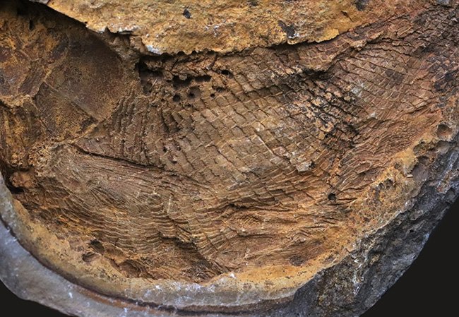 まるで鯛焼きの型!マダガスカルの三畳紀の地層から発見された、古代魚のノジュール化石(その5)