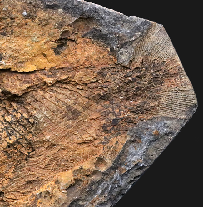 まるで鯛焼きの型！マダガスカルの三畳紀の地層から発見された、古代魚のノジュール化石（その6）