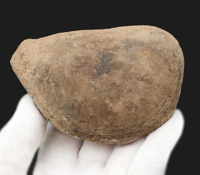 まるで鯛焼きの型!マダガスカルの三畳紀の地層から発見された、古代魚のノジュール化石(その7)