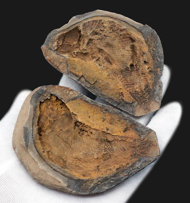 まるで鯛焼きの型!マダガスカルの三畳紀の地層から発見された、古代魚のノジュール化石(その8)
