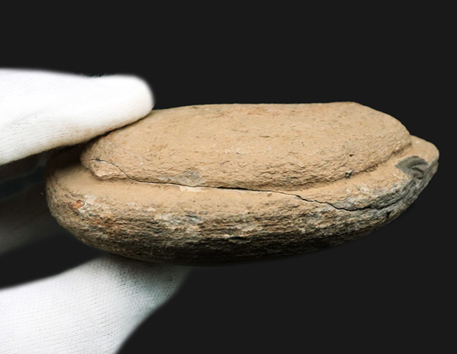 まるで鯛焼きの型!マダガスカルの三畳紀の地層から発見された、古代魚のノジュール化石(その9)