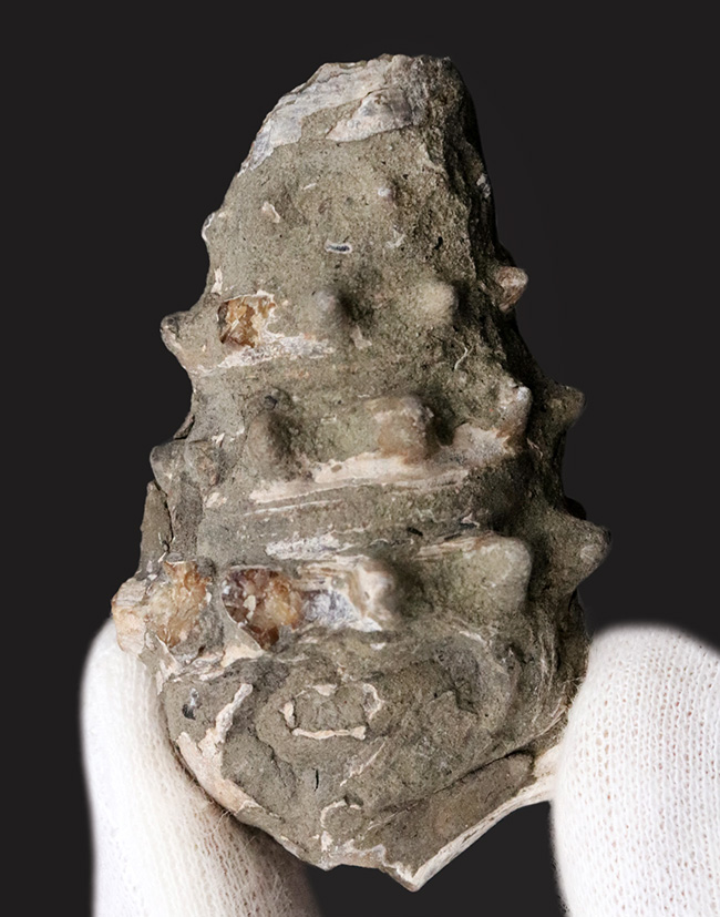 大きな突起が残存、岡山県奈義町産の巻き貝、ビカリア（Vicarya）の化石（その1）