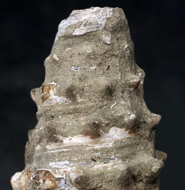大きな突起が残存、岡山県奈義町産の巻き貝、ビカリア（Vicarya）の化石（その2）